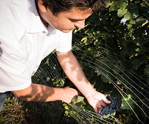 Johann Gartner Rotweintrauben-Kontrolle