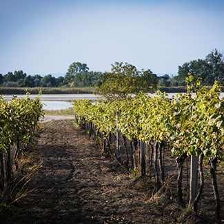 Weingut Gartner Weingarten im Seewinkel